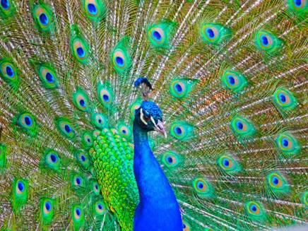 Image result for peacocks